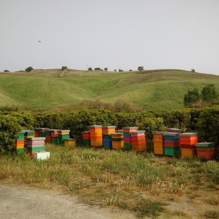Agriturismo Trappeto Vecchio San Demetrio Corone ภายนอก รูปภาพ